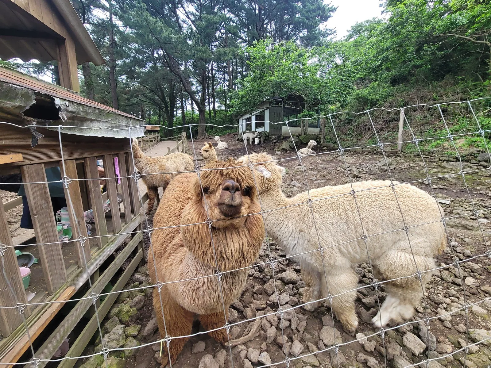철망 앞의 알파카 두 마리