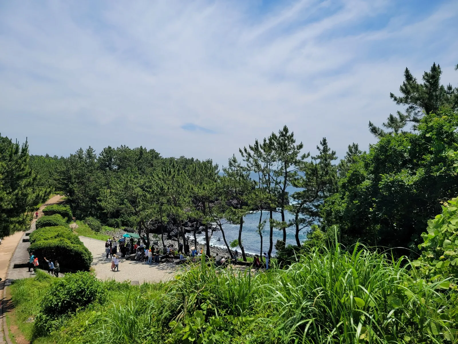소나무 사이 산책로와 나무 울타리